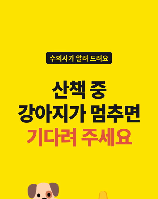 산책 중 자꾸 멈춰 킁킁대는 강아지, 기다려 주시나요?