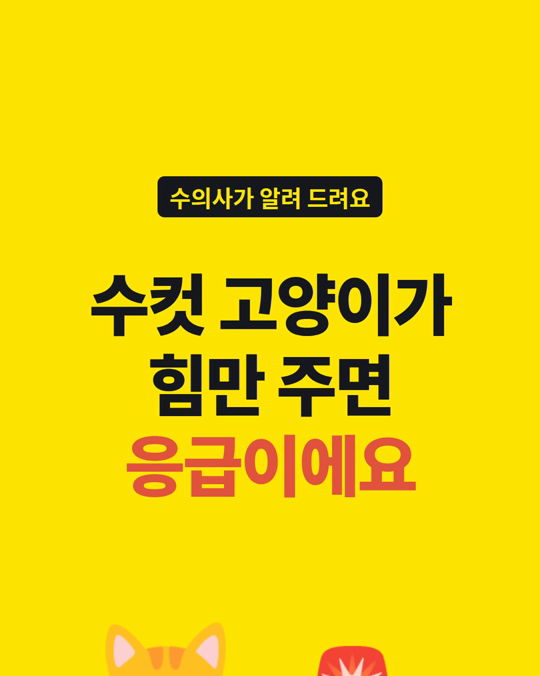 수컷 고양이가 화장실에서 힘만 주고 소변이 안 나온다면, 응급입니다.