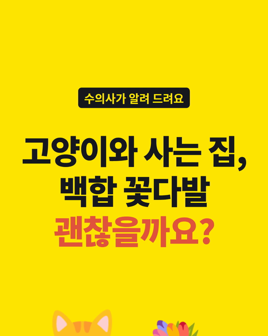 꽃다발 속 백합, 고양이에게는 위험합니다.
