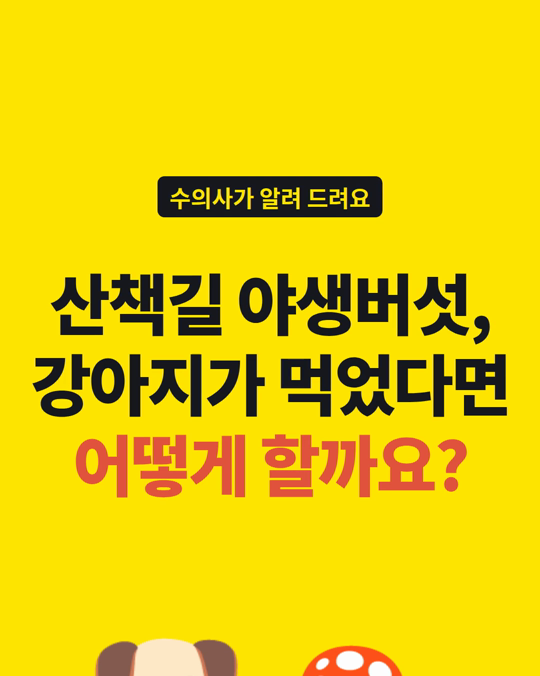 강아지가 산책길 야생버섯을 먹었다면, 먼저 버섯 사진부터 찍어 두세요.