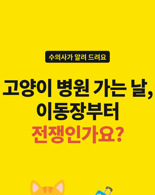 고양이 이동장, 병원 가는 날에만 꺼내시나요?
