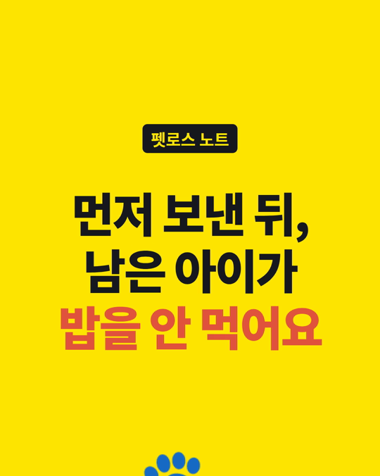 반려동물 한 아이를 먼저 보낸 뒤, 남은 아이가 밥을 안 먹나요?