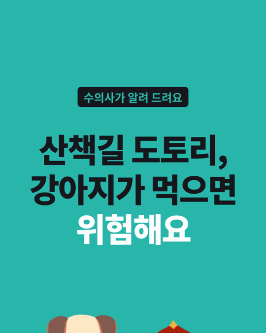 산책길 도토리, 강아지가 먹으면 콩팥이 망가질 수 있습니다.