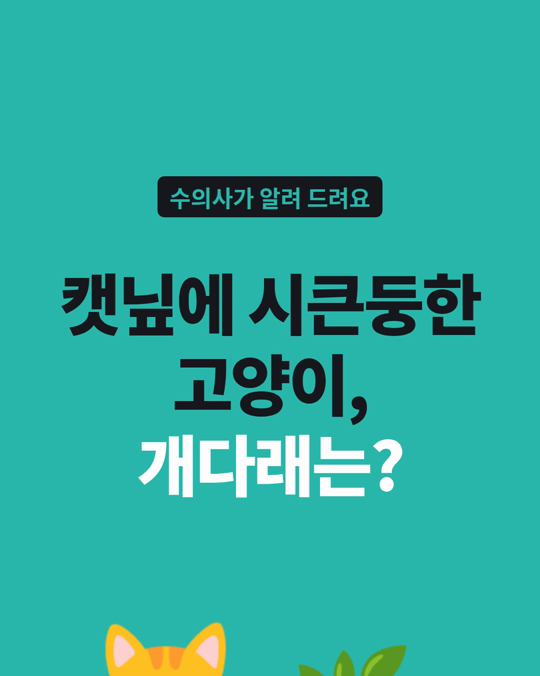 캣닢에 시큰둥한 고양이, 개다래에는 반응할까요?
