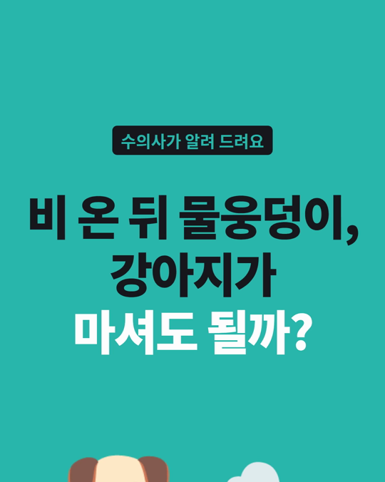 가을 비 온 뒤 물웅덩이, 강아지가 마셔도 괜찮을까요?