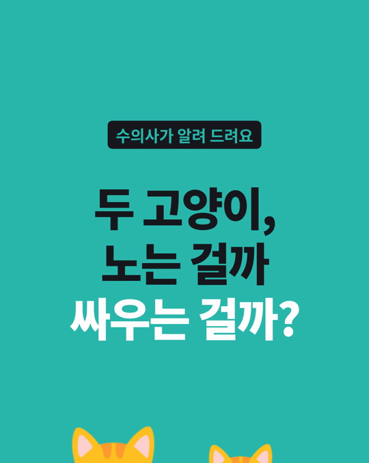 두 고양이가 뒤엉켜 있을 때, 노는 걸까요 싸우는 걸까요?