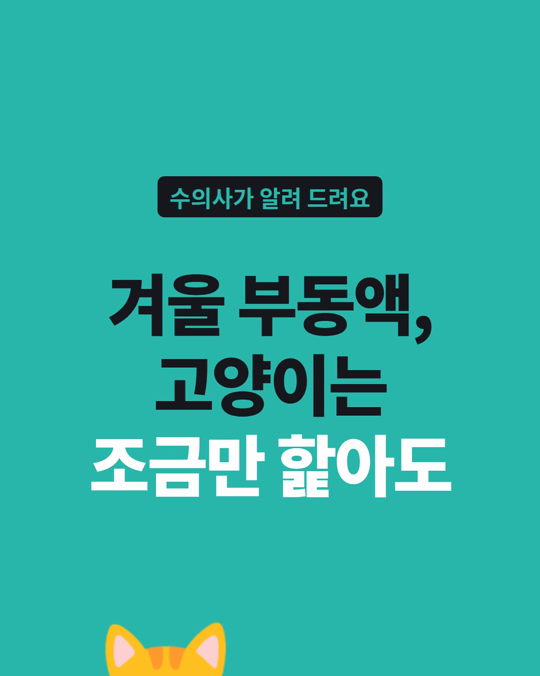 겨울 부동액 한 모금, 고양이에게는 치명적입니다.
