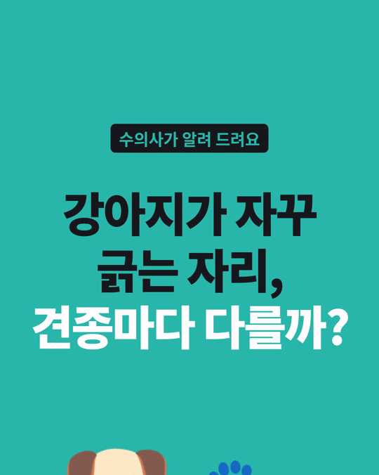 강아지가 자꾸 긁는 자리, 견종마다 다를까요?