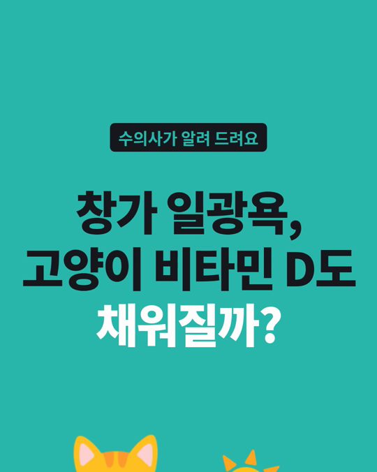 창가 일광욕, 고양이 비타민 D도 채워질까요?