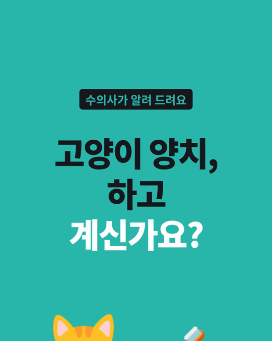 고양이 양치, 하고 계신가요?