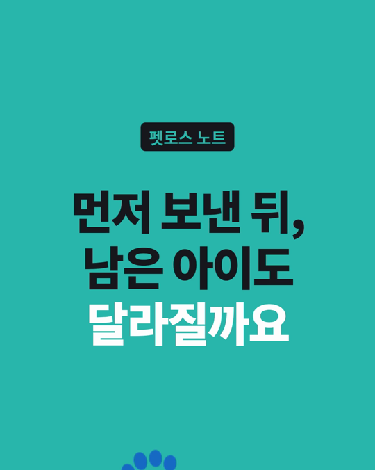 먼저 보낸 뒤, 남은 강아지·고양이도 달라질까요?