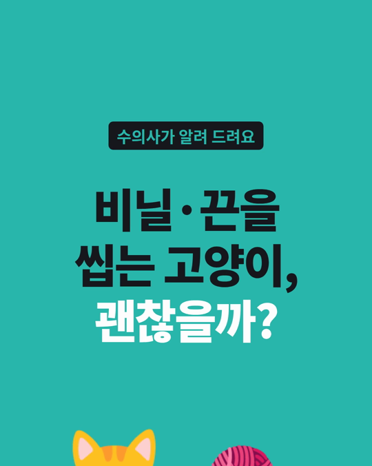 비닐·끈을 씹는 고양이, 괜찮을까요?