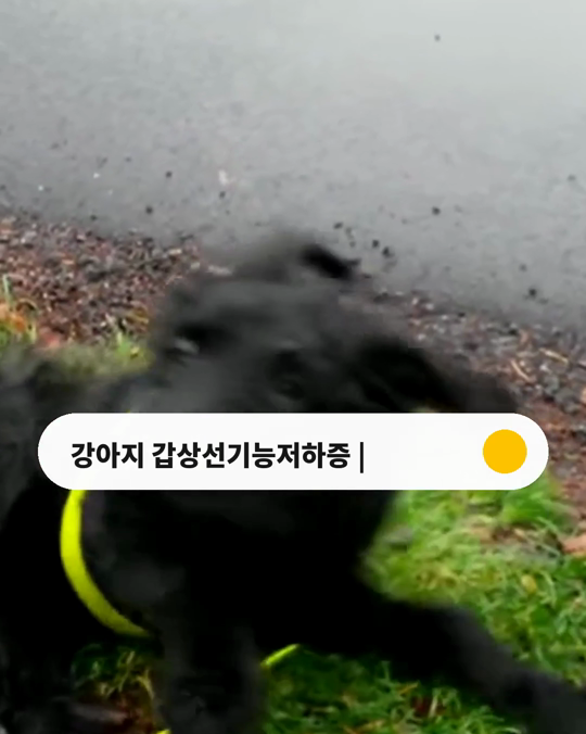 추위를 부쩍 타고 살이 찐다면, 강아지 갑상선기능저하증일까요?