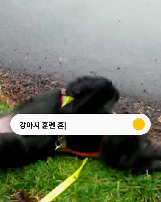 강아지를 혼내서 가르치면 어떨까요?
