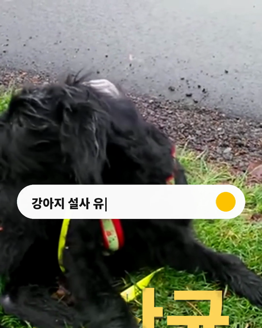 강아지 설사, 유산균부터 먹여야 할까요?