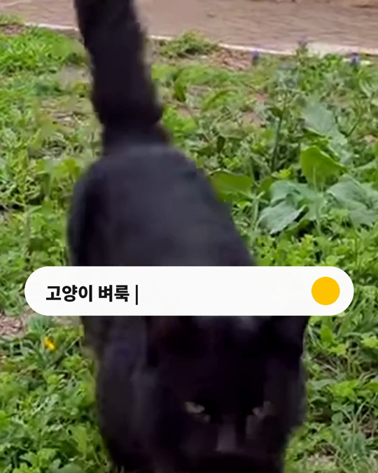가을에도 고양이 벼룩이 있을까요?