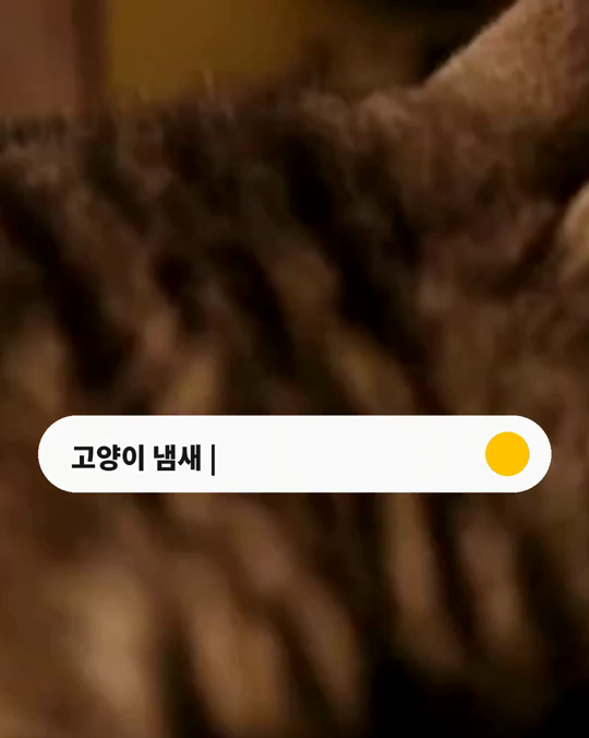 손님 냄새, 고양이는 보호자 냄새보다 더 오래 맡았습니다.