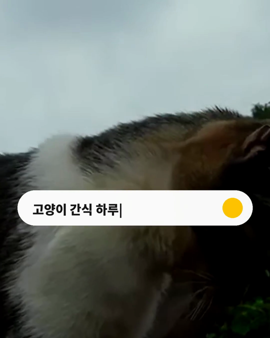 고양이 간식, 사랑이라서 주시나요?