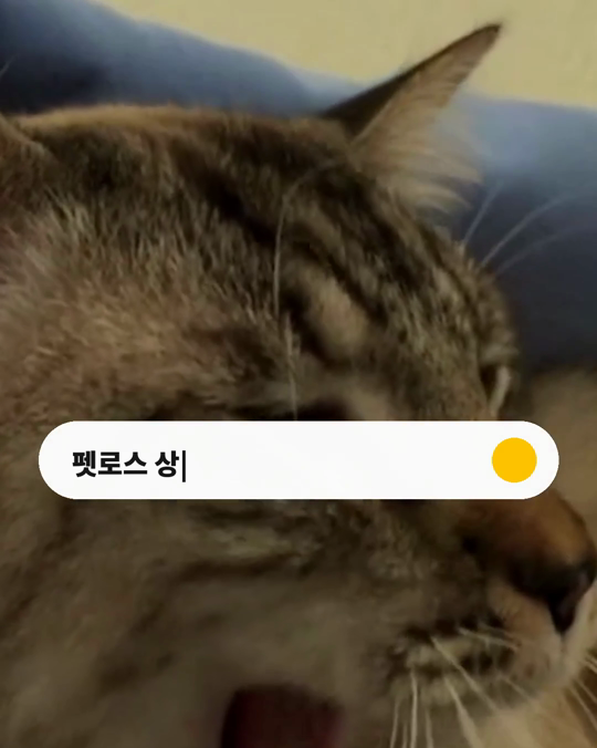 펫로스 상담에서는 어떤 이야기를 나눌까요?