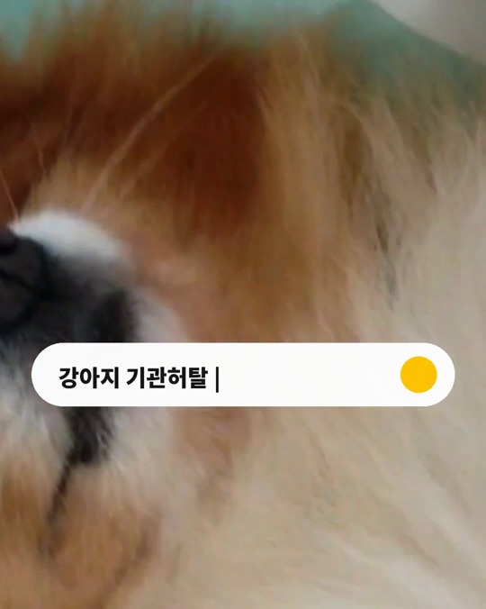 오래가는 기침, 강아지 기관허탈일까요?