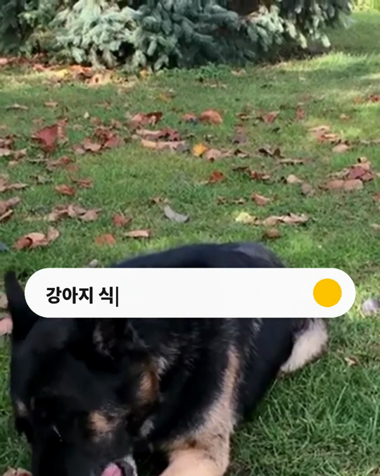 유독 먹을 것을 밝히는 강아지, 버릇 때문일까요?