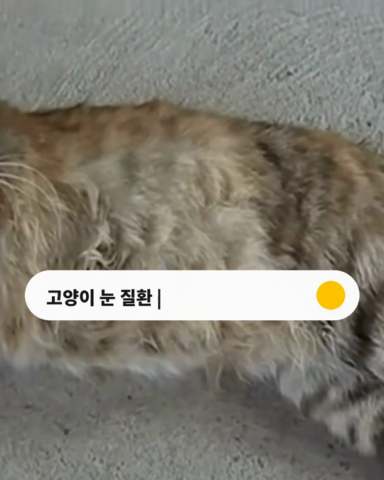 고양이 눈 질환, 가장 많이 탈이 나는 곳은 어디일까요?