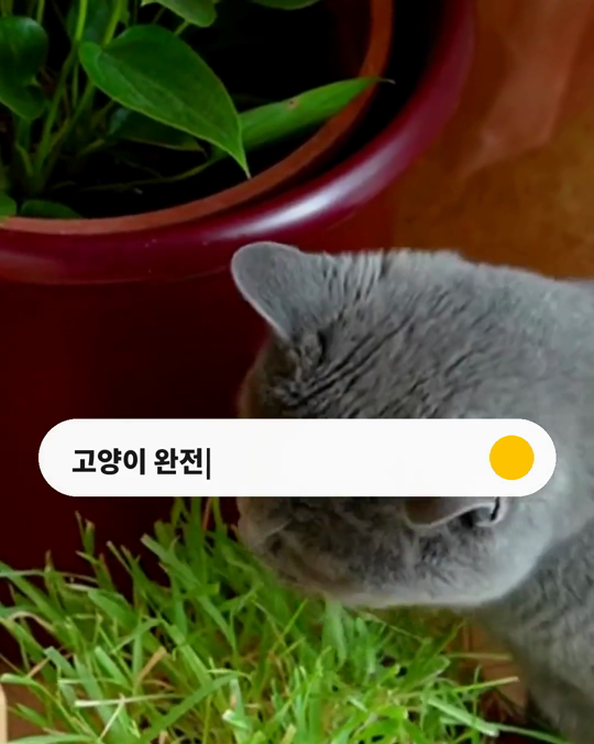 고양이 사료, 완전한 한 끼인지 어떻게 알 수 있을까요?