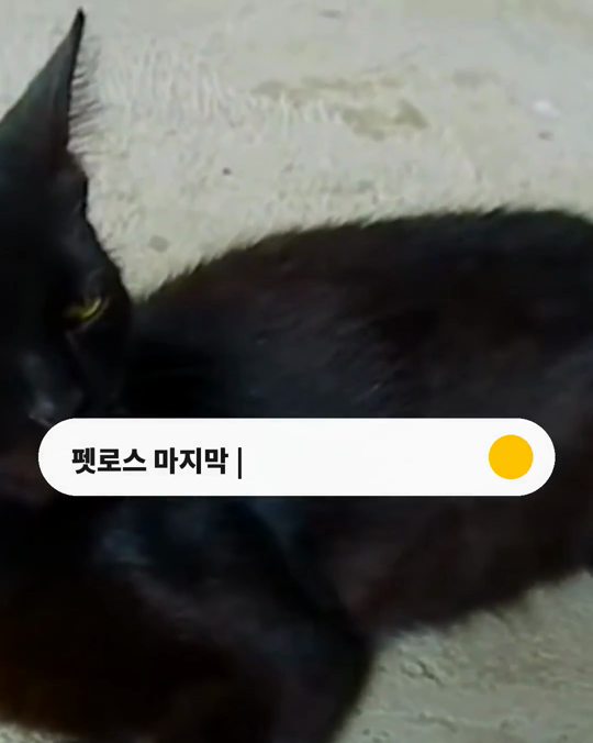 떠나보낸 반려동물의 아픈 마지막 모습만 자꾸 떠오르나요?