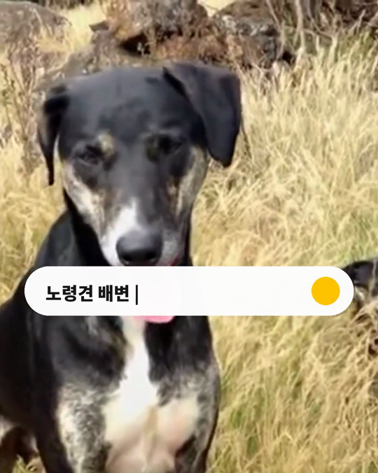 배변 잘하던 노령견, 갑자기 집 안에서 실수한다면?