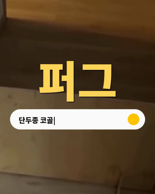 코가 짧은 강아지의 코골이, 그냥 귀여운 소리일까요?