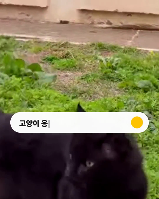 고양이는 아파도 숨깁니다.