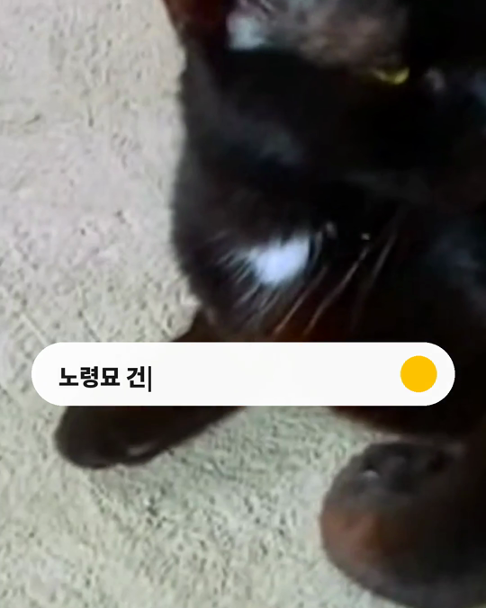 나이 든 고양이에게 가장 흔한 병은 무엇일까요?
