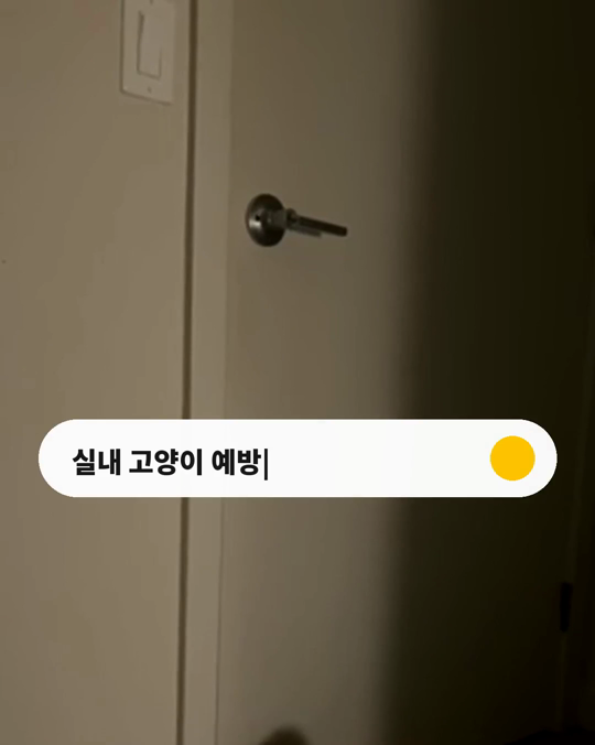 집 안에만 사는 고양이도 예방접종이 필요할까요?