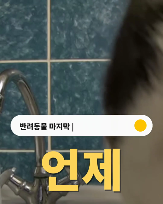 반려동물의 마지막을 앞둔 보호자에게 가장 힘든 것은 「언제」였습니다.