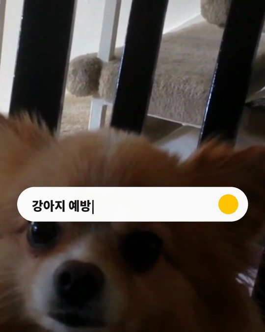 강아지 예방접종, 제때 하고 계신가요?