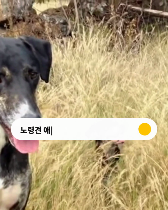 나이 들수록 보호자 곁을 더 찾는 강아지, 기분 탓일까요?