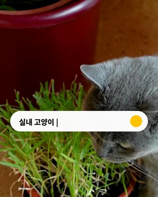 실내 고양이, 한 살부터 살찔 위험이 높았습니다.