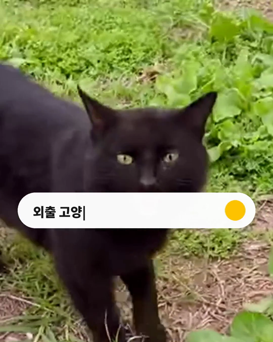 혼자 밖에 나가는 고양이, 사람에게 옮을 수 있는 병원체에 노출된 흔적이 3~5배 많았습니다.