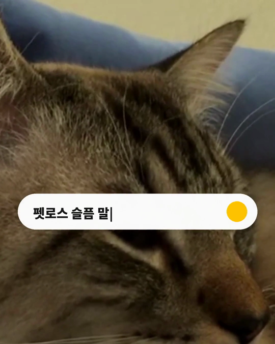 반려동물을 보낸 슬픔, 말하지 못하고 참은 사람일수록 더 힘들었습니다.