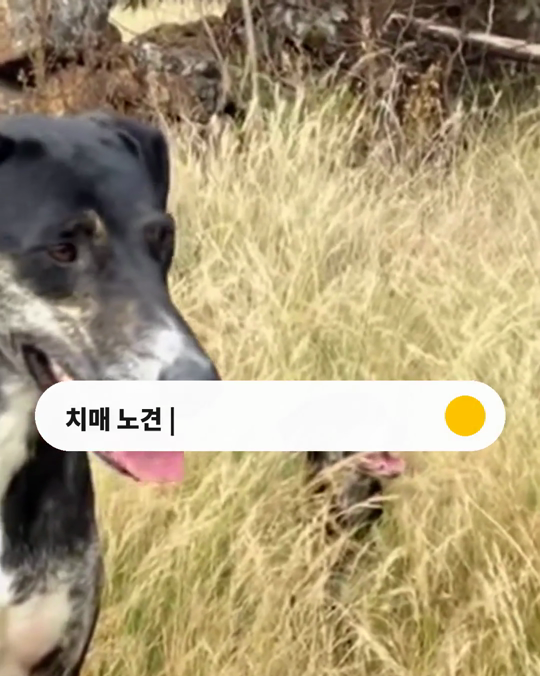 치매가 의심되는 노견을 돌보는 보호자의 마음을 들여다본 연구가 있습니다.
