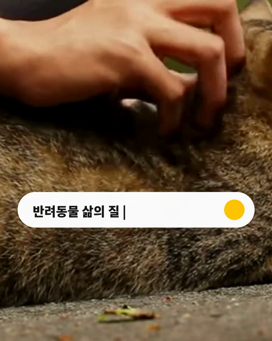 반려동물의 마지막을 판단할 때, 삶의 질 평가표를 쓴 사람은 7.3%였습니다.