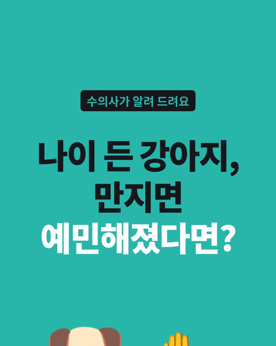 나이 든 강아지, 만지면 예민해지고 뚜렷한 이유 없이 짖는다면
