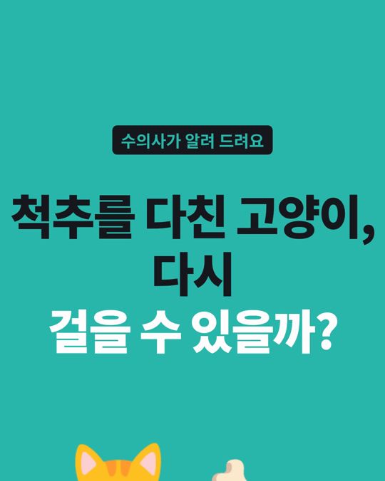 척추를 다친 고양이, 수술 뒤 8주면 대부분 다시 걸었습니다.