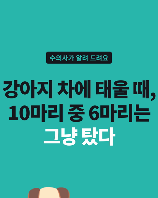 차에 탈 때, 강아지 10마리 중 6마리는 고정 없이 탔습니다.