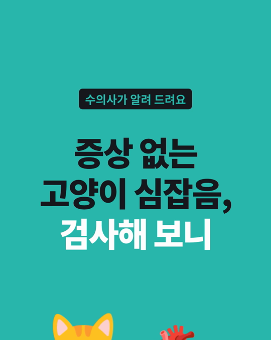 증상 없는 고양이 심잡음, 검사해 보니 60.9%가 심장병이었습니다.