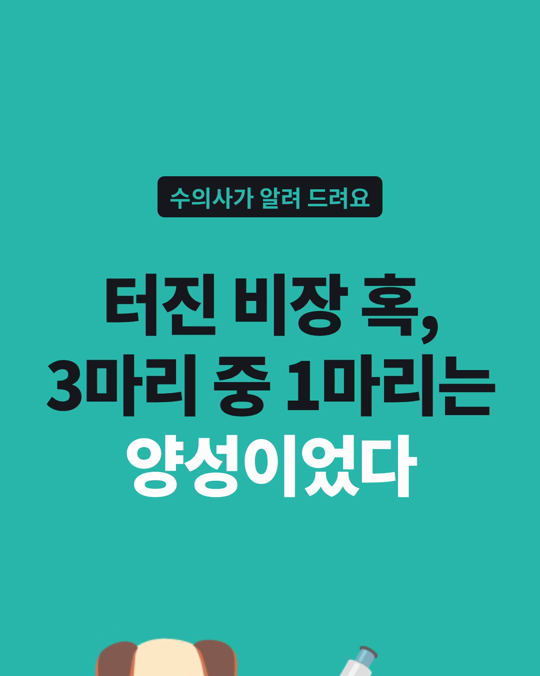 터진 비장 혹, 3마리 중 1마리는 양성이었습니다.