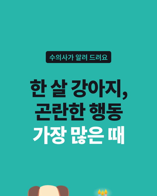 한 살 무렵 강아지, 곤란한 행동이 가장 많았습니다.