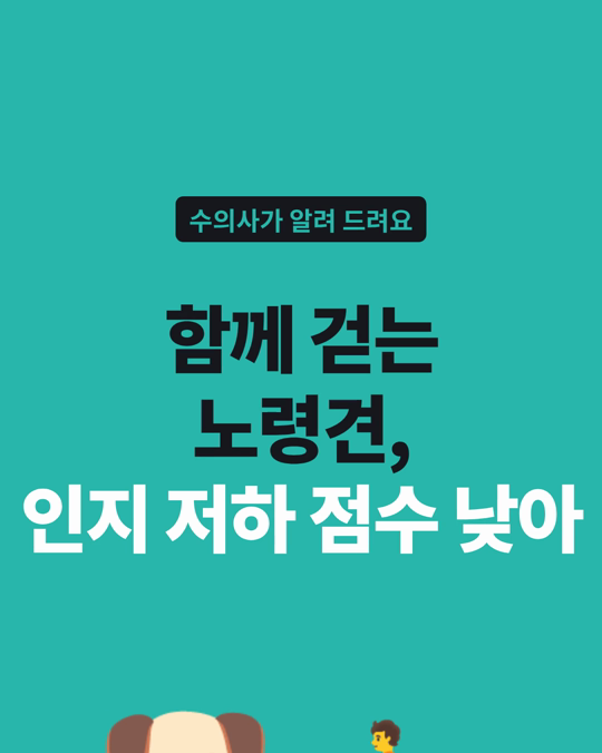 함께 걷고 함께 노는 노령견, 인지 저하 점수가 낮았습니다.