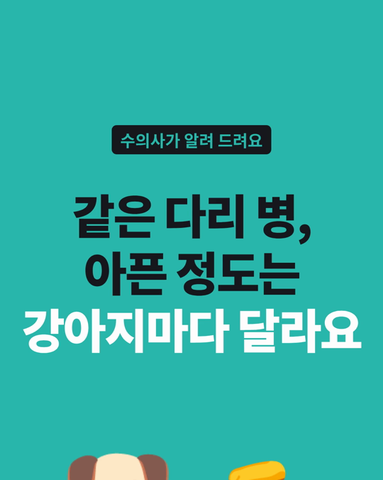 같은 다리 병이어도, 아픈 정도는 강아지마다 크게 달랐습니다.