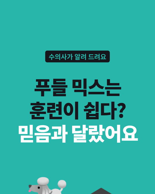 푸들 믹스는 훈련이 쉽다? 영국 9,402마리를 비교해 보니 믿음과 달랐습니다.